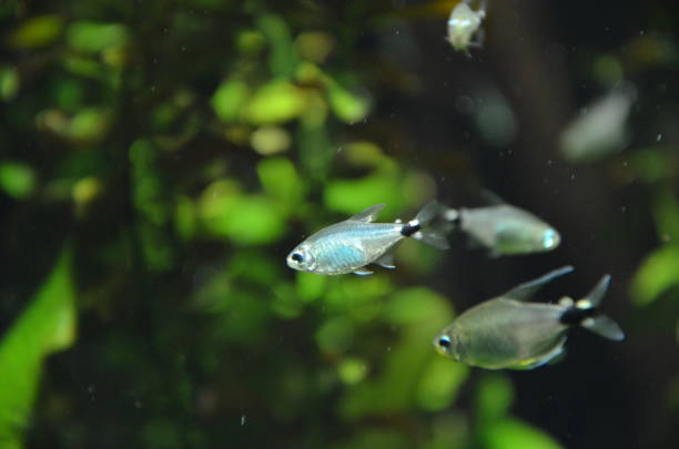 istock Tropical fish in aquarium, Berlin 1157521058