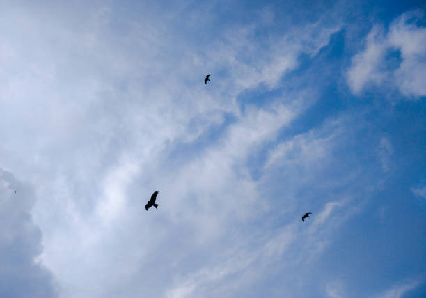 eagles flying in the blue sky with clouds