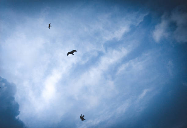 eagles flying in the blue sky with clouds