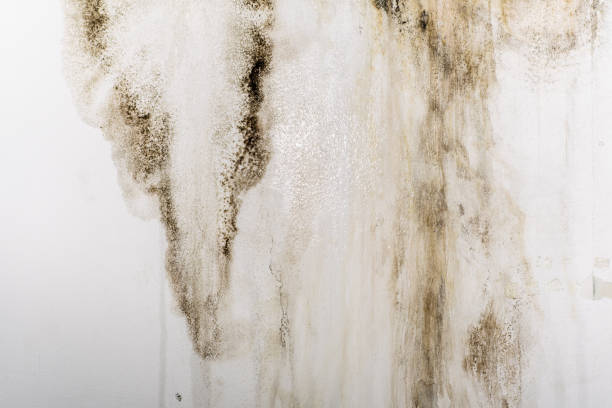 grandes manchas húmedas y moho negro en la pared de la habitación de la casa doméstica después de la lluvia intensa y mucha agua - mold molding wall wet fotografías e imágenes de stock