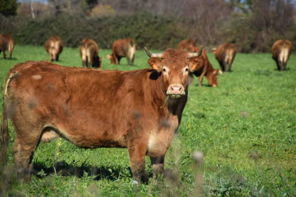 istock Cow in farm in Corsican Islande 1157523034