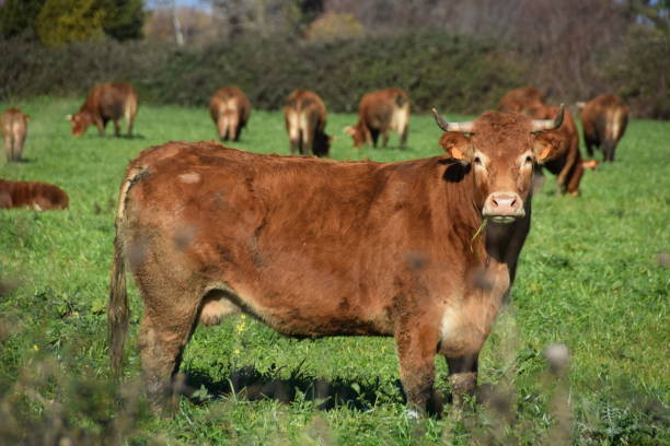 istock Cow in farm in Corsican Islande 1157523048