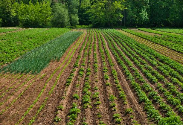 istock Green vegetable field with a forest in the background 1157523390
