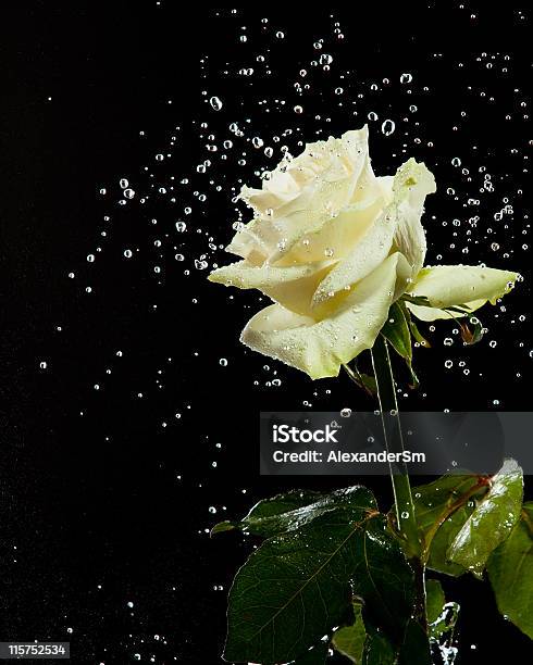 Biała Róża W Rozpryski Wody Na Czarnym Tle - zdjęcia stockowe i więcej obrazów Abstrakcja - Abstrakcja, Bez ludzi, Biały