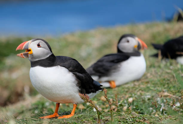 istock An adult Atlantic puffin standing, calling out with its beak open 1157525656