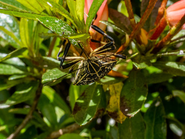 istock Yellow-spotted stink bug on azalea bushes 7 1157527957