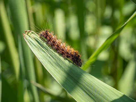 A Japanese gypsy moth caterpillar, Lymantria dispar japonica, crawls across a broad blade of grass