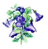 petunia-blumen.jpg?b=1&s=170x170&k=20&c=aR-iBo36tW3_HcmRLk2px_hgtlREhV-mBAObZf-tGPY=