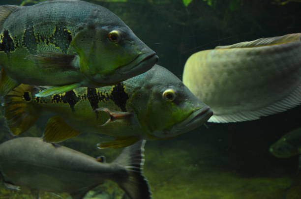 istock Tropical fish in aquarium, Berlin 1157530628