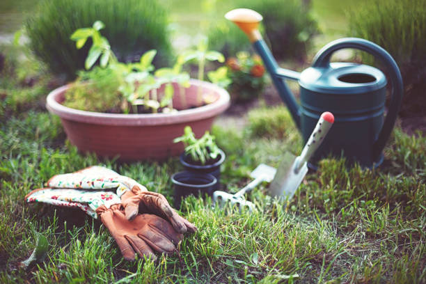 A green rake and a black wheelbarrow are on a grassy lawn