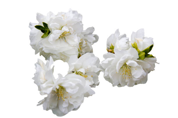 White Peach Flowers isolated on white background Clipping path