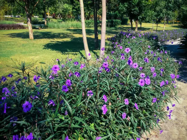 Beautiful Garden Landscape With Purple Flower Plants Of Ruellia Simplex Along The Pathway Of The Garden, North Bali, Indonesia