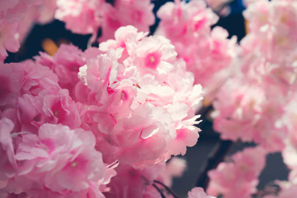 istock Pink fake flowers, background, texture 1157531926