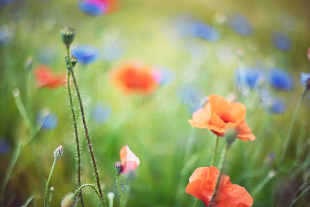 istock Red poppy and blue cornflower on a warm summer day 1157533120