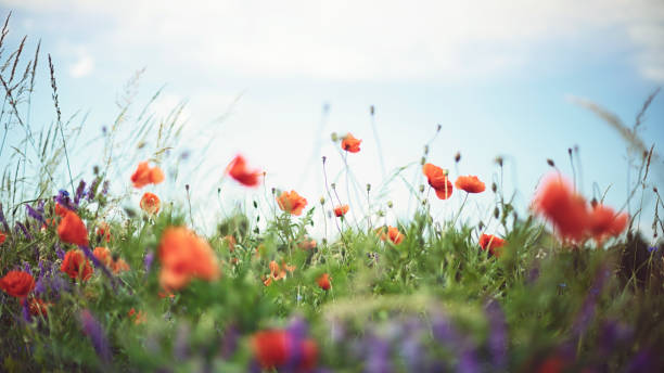 red poppy and blue cornflower on a warm summer day - field poppy single flower flower imagens e fotografias de stock