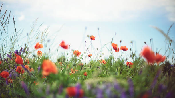 красный мак и голубой васильок в теплый летний день - field poppy single flower flower стоковые фото и изображения