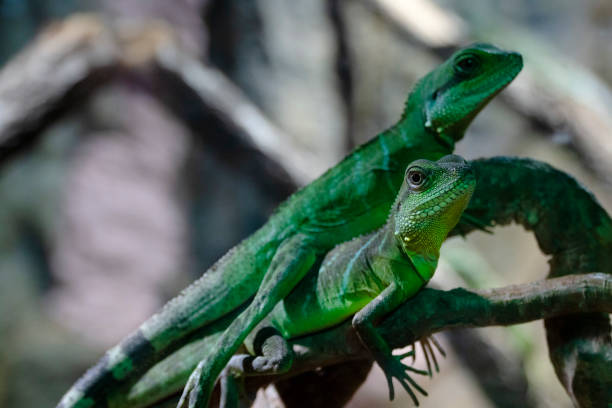 istock Green lizards are standing on branch 1157533148