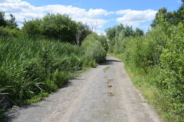 istock dirt road through swamp land 1157533236