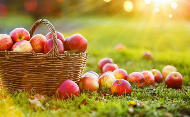 バスケットアウトドアのリンゴ - orchard fruit vegetable tree ストックフォトと画像