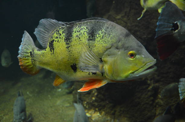 istock Tropical fish in aquarium, Berlin 1157535871