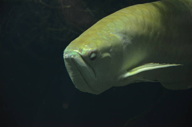 istock Tropical fish in aquarium, Berlin 1157535874