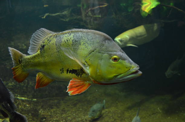 istock Tropical fish in aquarium, Berlin 1157535876