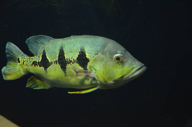 istock Tropical fish in aquarium, Berlin 1157535982