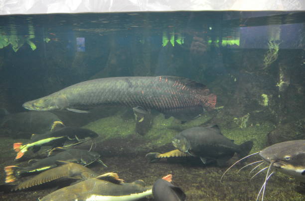 istock Tropical fish in aquarium, Berlin 1157535983