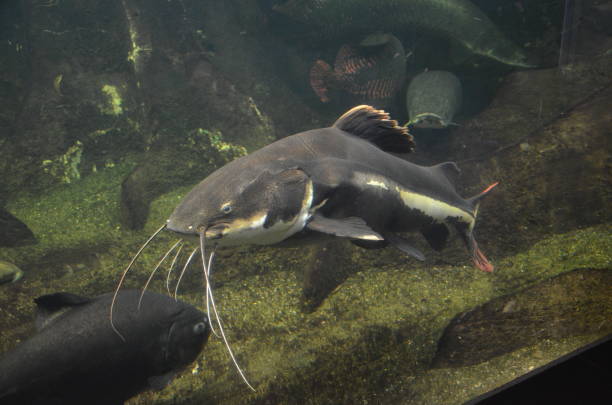 istock Tropical fish in aquarium, Berlin 1157535985