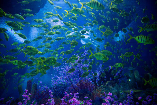 Underwater Scene With Reef And Tropical Fish Underwater Scene With Reef And Tropical Fish great barrier reef marine park stock pictures, royalty-free photos & images