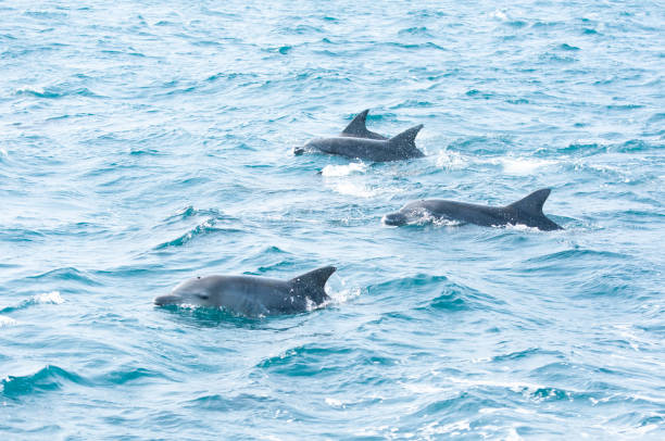 Indian ocean botttlenose dolphins in the channel between Shimabara peninsula and Amakusa islands Flock of indian ocean bottlenose dolphins can be seen in the channel. nagasaki prefecture photos stock pictures, royalty-free photos & images