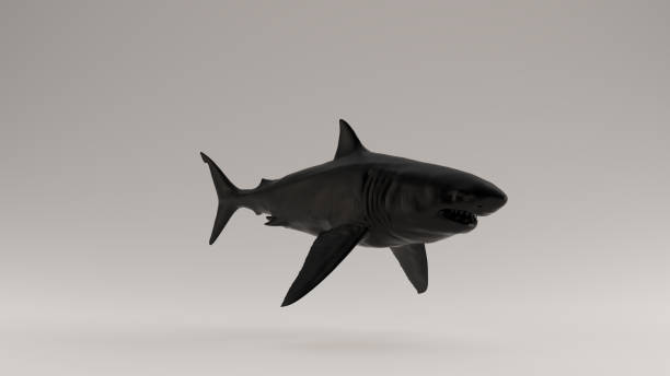 istock Black Great White Shark 3 Quarter Right View 1157538411