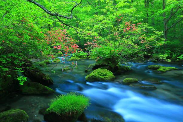 Aomori fresh green Oirase mountain stream