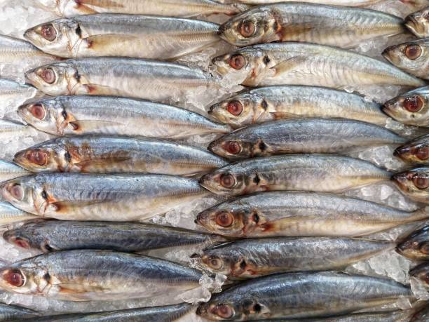 mackerel