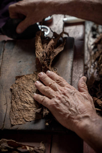 istock Cigar rolling or making by torcedor in cuba, Pinar del rio province 1157540114