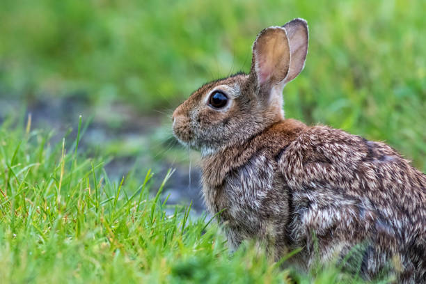 istock Young Eastern Cottontail rabbit on the grassy trail covered in morning dew 1157542088