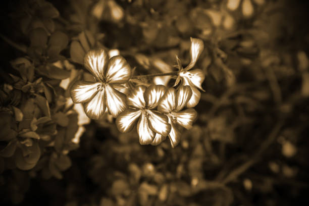 istock Flowers in the garden 1157542111