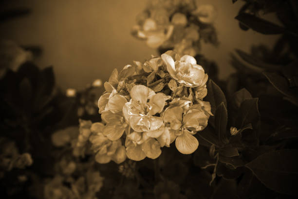 istock Flowers in the garden 1157542118