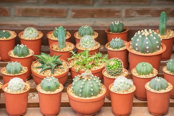 istock Many Small Cactus For decorative plant on table. 1157544600