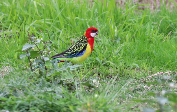 istock Eastern Rosella - Australian Bird 1157544605