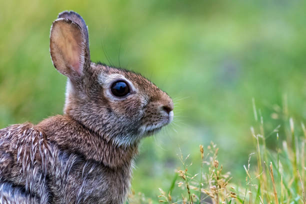 istock Young Eastern Cottontail rabbit on the grassy trail covered in morning dew 1157546721