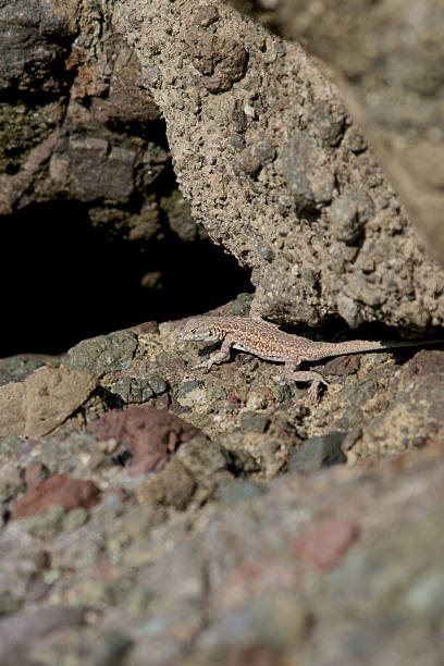 Lizard on Rocks at Coches stock photo