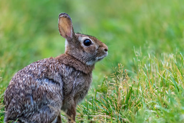 istock Young Eastern Cottontail rabbit on the grassy trail covered in morning dew 1157548929