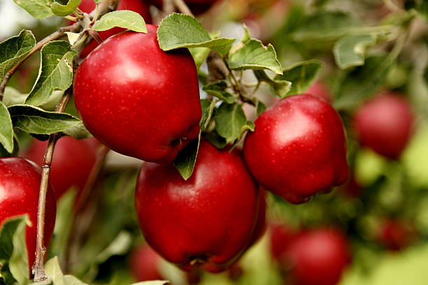 Closeup of Red Delicious Apples. stock photo