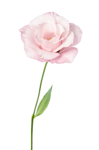 Beautiful Eustoma flower isolated on white background stock photo