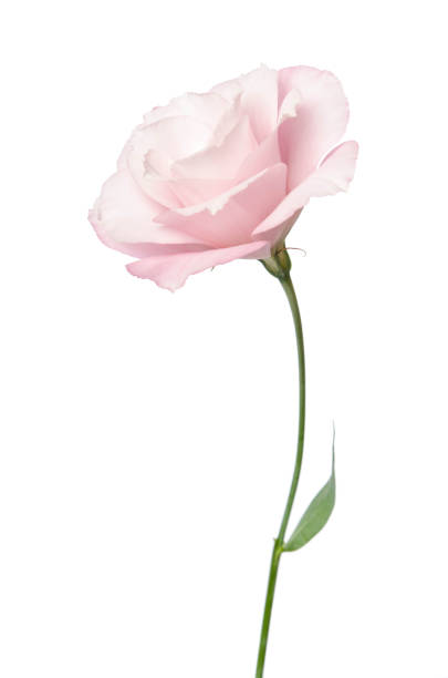 istock Beautiful Eustoma flower isolated on white background 1157550206