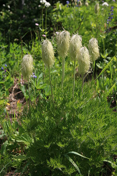 istock Western Anemone wildflower seed head. 115755050