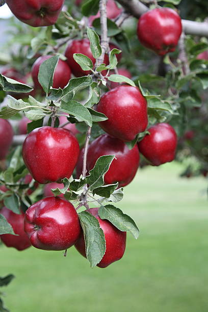 Red Delicious apples on a branch. stock photo