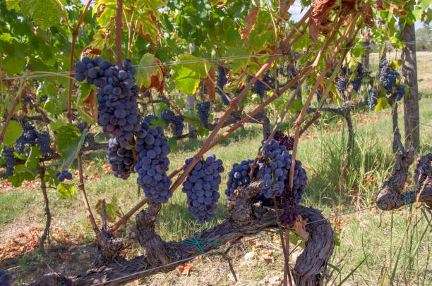 istock Sangiovese Vineyard Tuscany Italy 1157551375