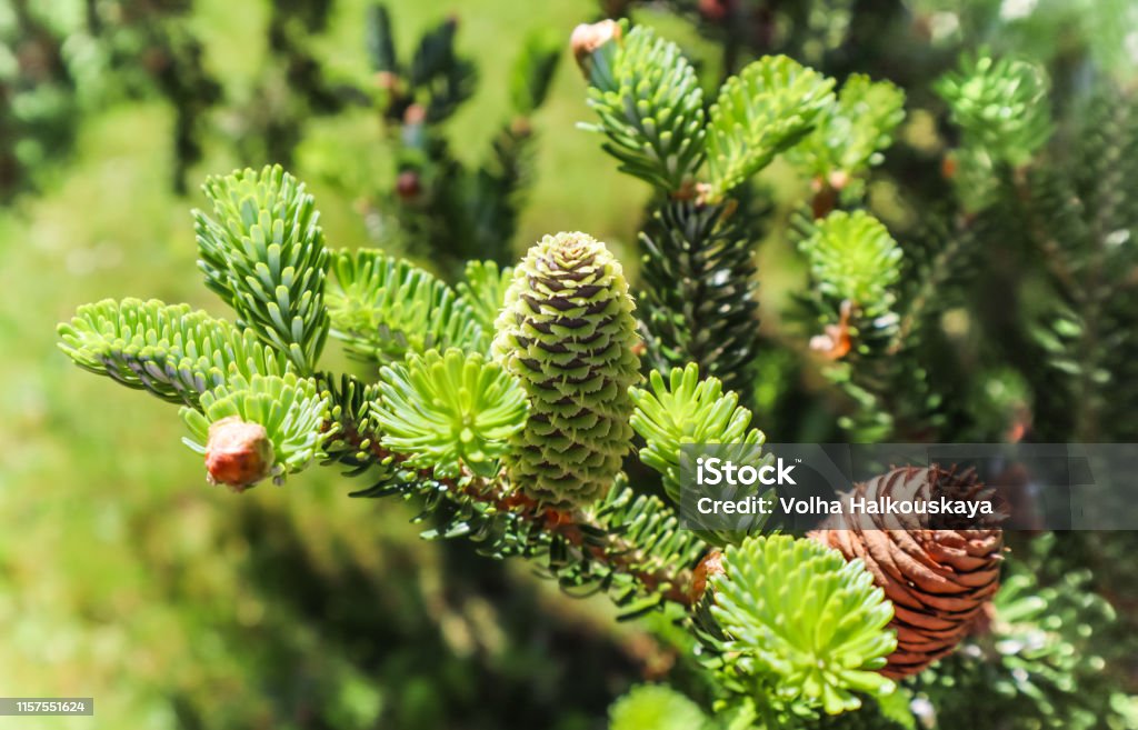 Une branche de sapin coréen avec le jeune cône dans le jardin de source - Photo de Arbre libre de droits